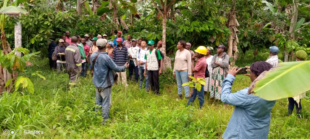 Une coopérative de planteurs pour redynamiser la culture du cacao dans le Woleu-Ntem.