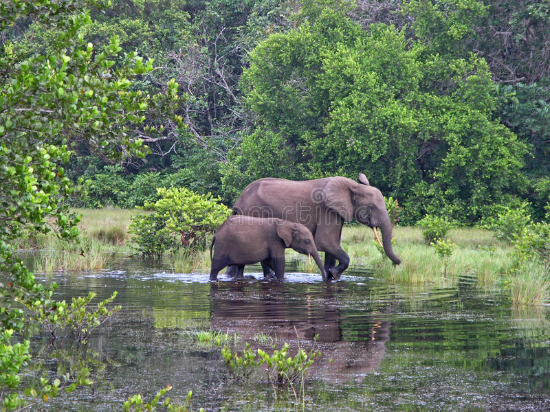 L’ANPN et Olam Palm Gabon mettent 160 millions au profit des solutions au conflit Homme/Eléphant