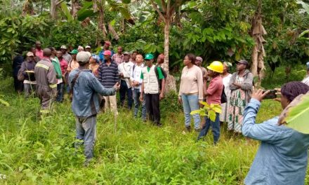 Une coopérative de planteurs pour redynamiser la culture du cacao dans le Woleu-Ntem.