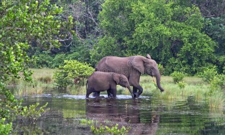 L’ANPN et Olam Palm Gabon mettent 160 millions au profit des solutions au conflit Homme/Eléphant